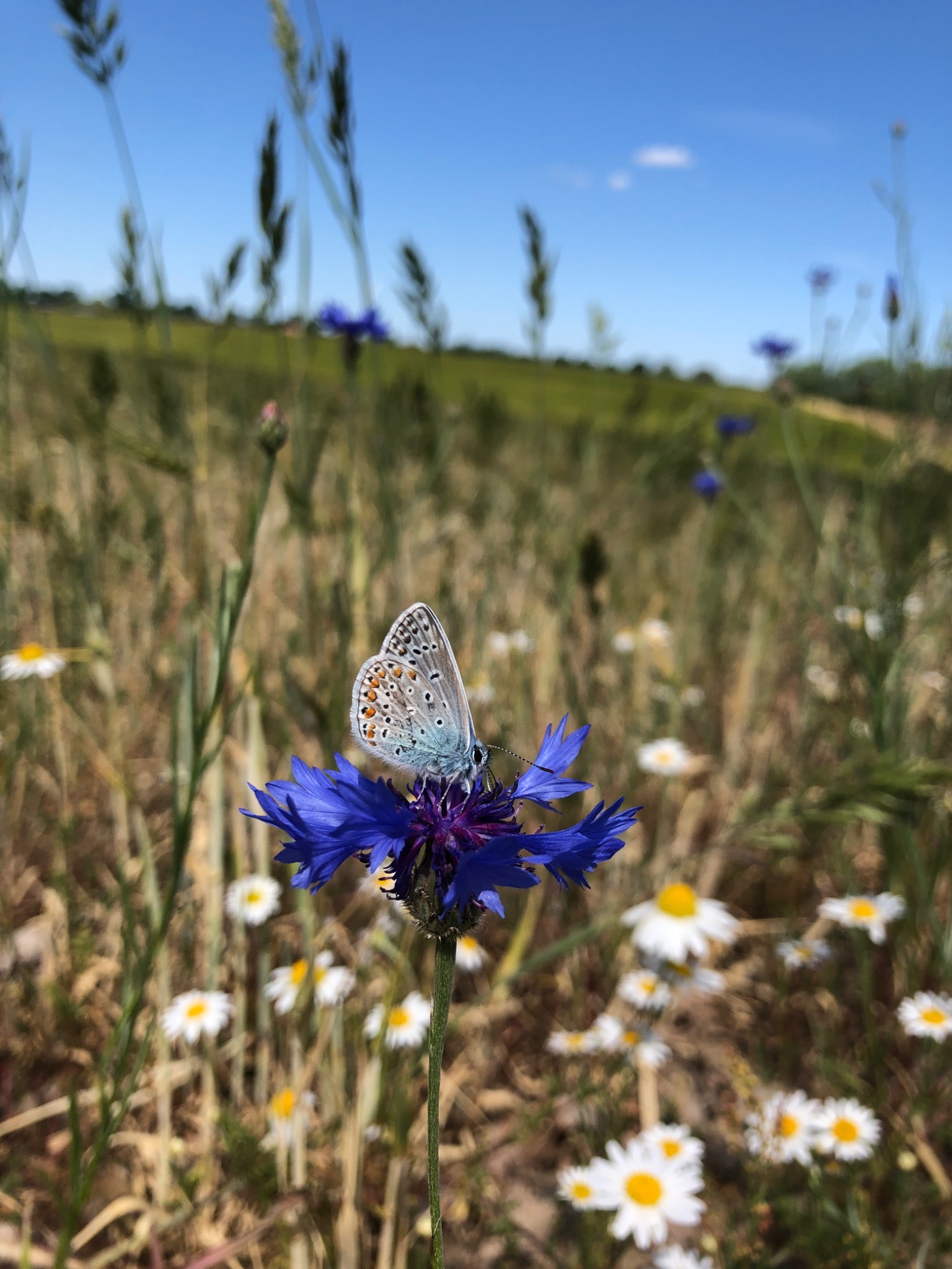 Blütenreicher Saum als Nahrungsraum für Insekten